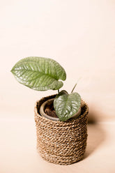 Amydrium medium "Silver" variegata